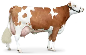 cow
